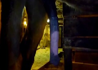 Filthy zoophilic person pleasuring horse cock