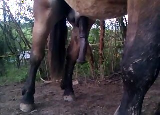 Gorgeous animal dick featured outdoors here