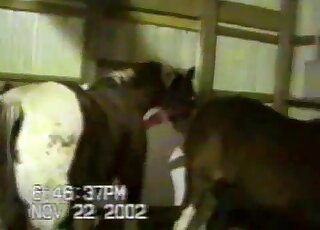 Incredible porno movie with horses with spots