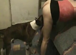 Incredible zoophilic movie with a sexy animal