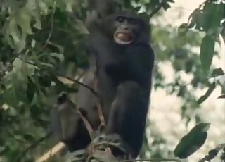 Apes featured in a fucked-up zoo porno movie