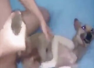 Zoo XXX scene with a big-dicked doggo in HD