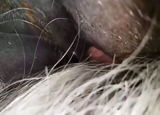 Incredible porno movie with a HOT HORSE