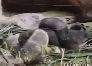 Monkey porn compilation with wild orgasms