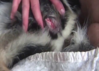 Toy-based zoo sex with a furry beast that cums