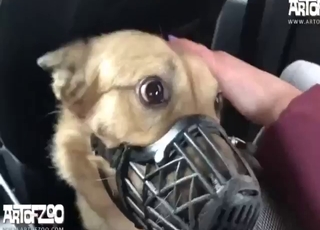 Russian girl roams the mall, fucks the dog