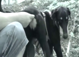 Zoophile dude is going to work on this hot mutt