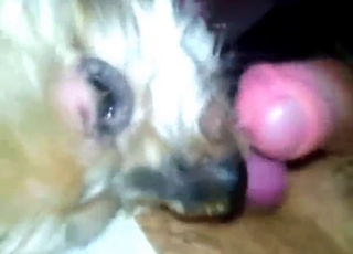 Dude with a nice-looking penis gets sucked off