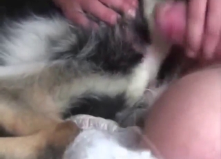 Zoophile porn shows a deranged fucker and a dog