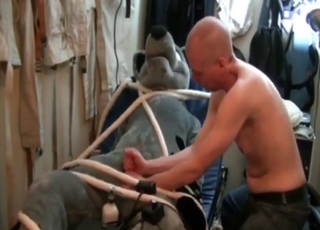 Bound furry hottie jerked off by a bald stud