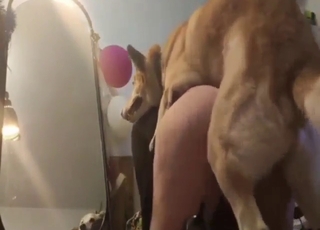 Close-up bestiality porn with lots of doggystyle