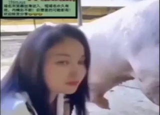Chinese lady licking pig's nice dick in this one