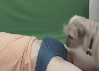 Bestiality oral with a good-looking animal here