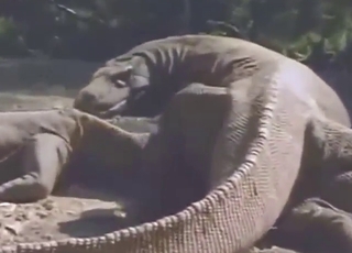 Juicy Comodo Dragon fuckholes are used outside