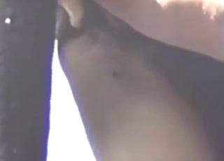 Danish girl getting drilled by a black dog