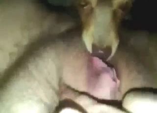 Hot lady lets this dog eat her vagina happily