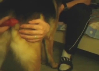 Horny teen dog gets its asshole toy-fucked