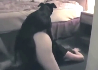 Dark-haired and sexy-looking lady fucks a dog