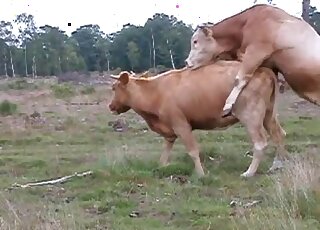 Bow fucks a nice cow in the doggy style pose