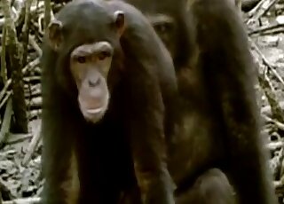 Sweet monkey girlfriend fucked by her rough boyfriend