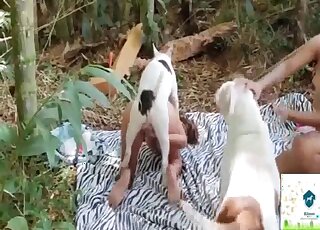 Crazy forest bestiality porn with my wife