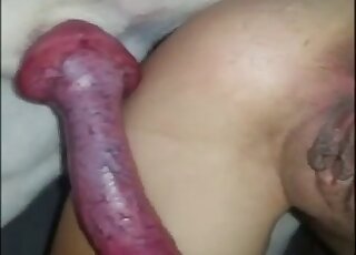 Spicy babe and her lovely dog have nice sex