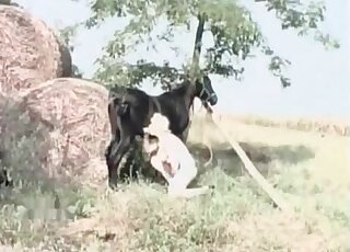 Pony porn movie with lots of impressive oral sex