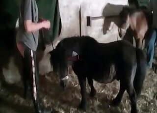 Impressive porno movie with a skilled pony in HD